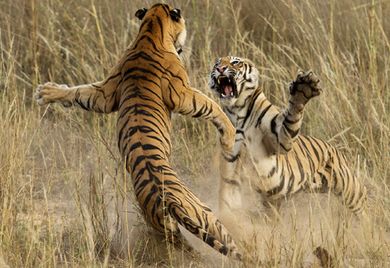 Tiger im Zank: Will keiner der Kontrahenten nachgeben und können sie sich nicht einigen, kann der Streit für beide schmerzhaft ausgehen.